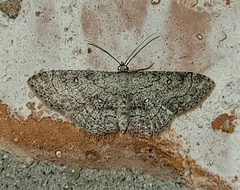 Cyclophora nanaria