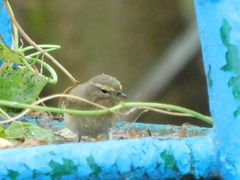 Phylloscopus collybita