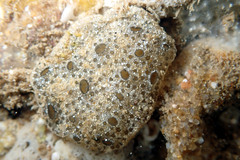 Synoicum sphinctorum