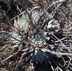Dudleya greenei