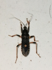 Ectomocoris atrox