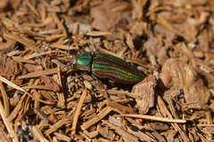 Buprestis aurulenta