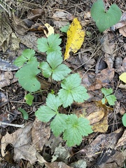 Potentilla indica