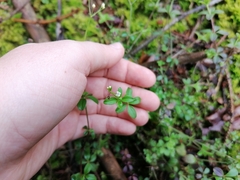 Galium rotundifolium