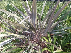 Phormium tenax