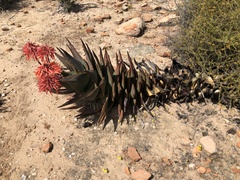 Aloe perfoliata