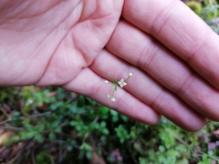 Galium rotundifolium