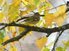 Fringilla coelebs