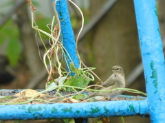 Phylloscopus collybita
