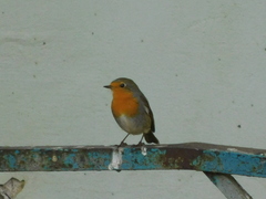 Erithacus rubecula