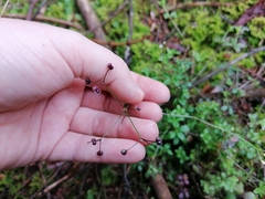 Galium rotundifolium
