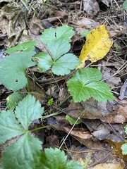 Potentilla indica