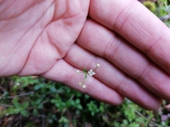 Galium rotundifolium