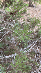 Pinus