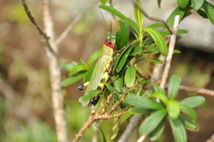 Zoniopoda tarsata