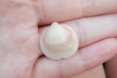 Glycymeris glycymeris