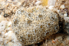 Synoicum sphinctorum