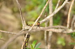 Zoniopoda tarsata