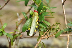 Zoniopoda tarsata