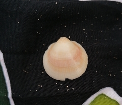 Glycymeris glycymeris