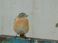 Phoenicurus phoenicurus