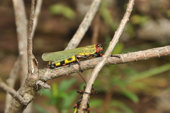 Zoniopoda tarsata