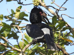 Bycanistes bucinator