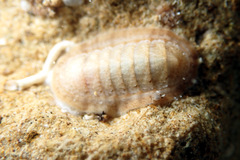 Ischnochiton