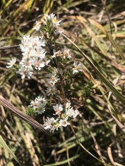 Symphyotrichum ericoides