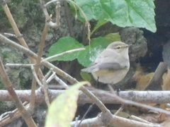 Phylloscopus collybita