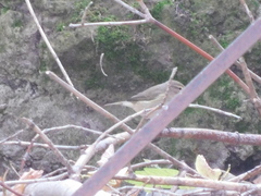 Phylloscopus collybita