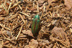 Buprestis aurulenta