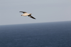 Larus dominicanus vetula