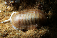 Ischnochiton