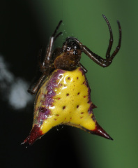 Micrathena furva