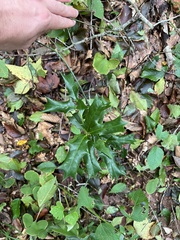 Ilex cornuta