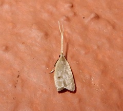Lecithocera