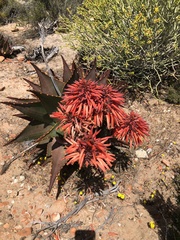 Aloe perfoliata