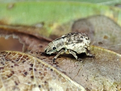 Strophosoma capitatum