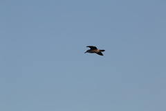 Larus dominicanus vetula