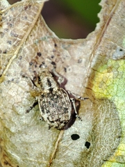 Strophosoma capitatum