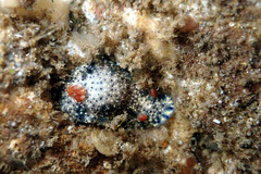 Hypselodoris saintvincentius
