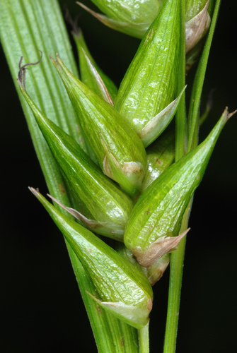 greater bladder sedge (Carex intumescens)