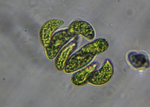 Nephrocytium