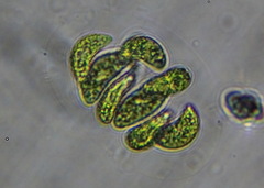 Nephrocytium lunatum