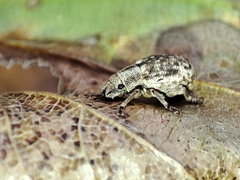 Strophosoma capitatum