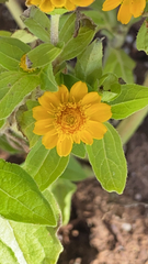 Melampodium divaricatum