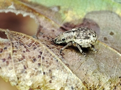 Strophosoma capitatum