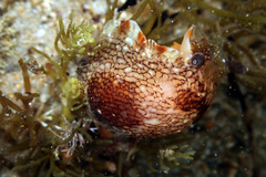 Aphelodoris lawsae