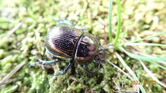 Phelotrupes auratus